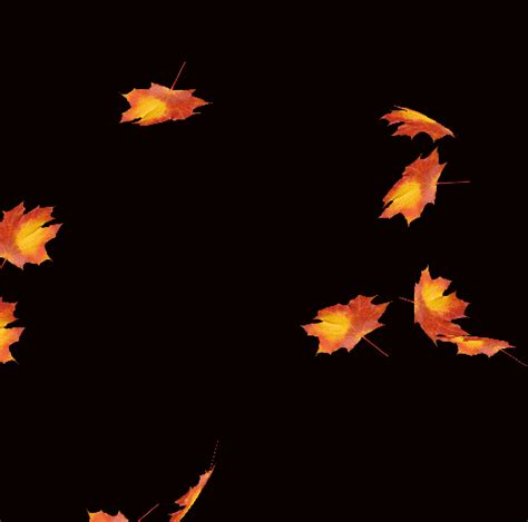 autumn leaves gif|falling leaves gif no background.